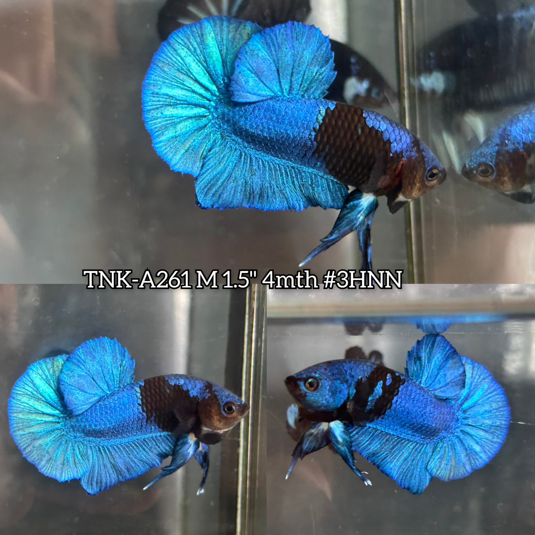 Live Male Betta Blue Black Avatar Plakat (TNK-A261) High quality what you see what you get!!
