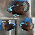 Live Male Betta Black Samurai Warriors Plakat (TNK-A262) High quality what you see what you get!!