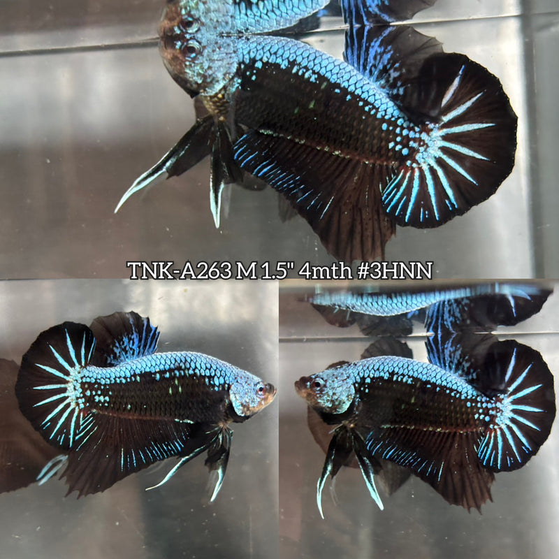 Live Male Betta Black Samurai Mamba Plakat (TNK-A263)S217 High quality what you see what you get!!