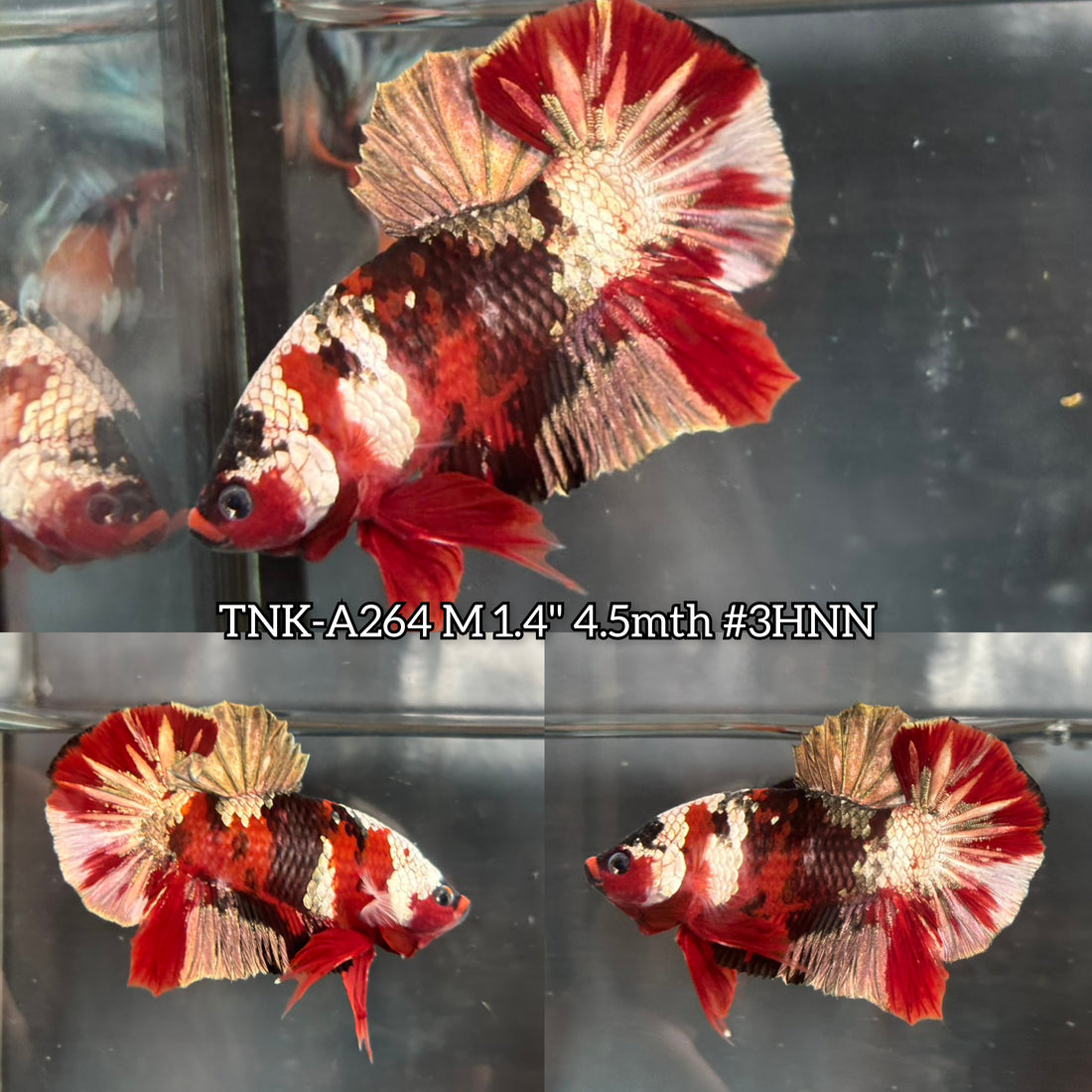 Live Male Betta Red Galaxy Copper Koi Plakat (TNK-A264) High quality what you see what you get!!