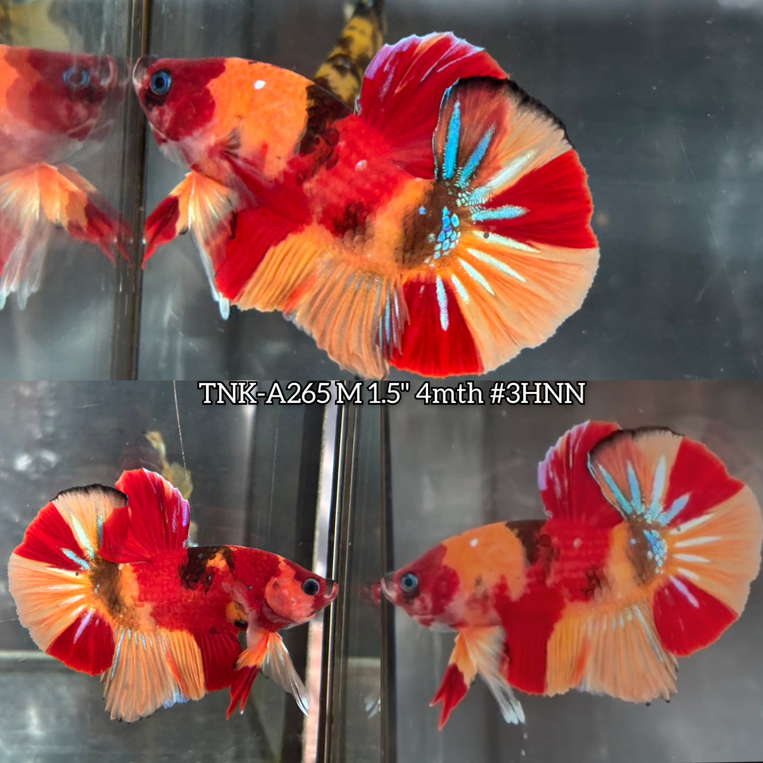 Live Male Betta Classic Nemo Koi Plakat (TNK-A265) High quality what you see what you get!!