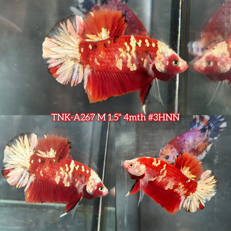 Live Male Betta Red Galaxy Stardust Plakat (TNK-A267)S215 High quality what you see what you get!!