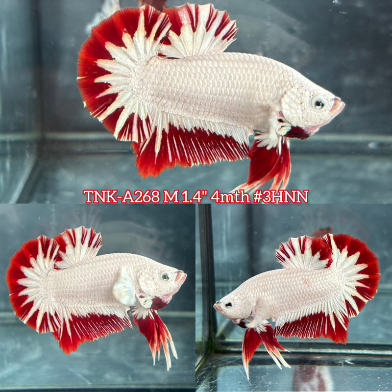 Live Male Betta Red Snow Dragon Plakat (TNK-A268)S214 High quality what you see what you get!!
