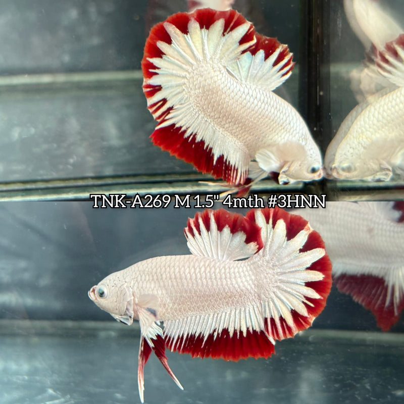 Live Male Betta Red Snow Dragon Plakat (TNK-A269)S193 High quality what you see what you get!!