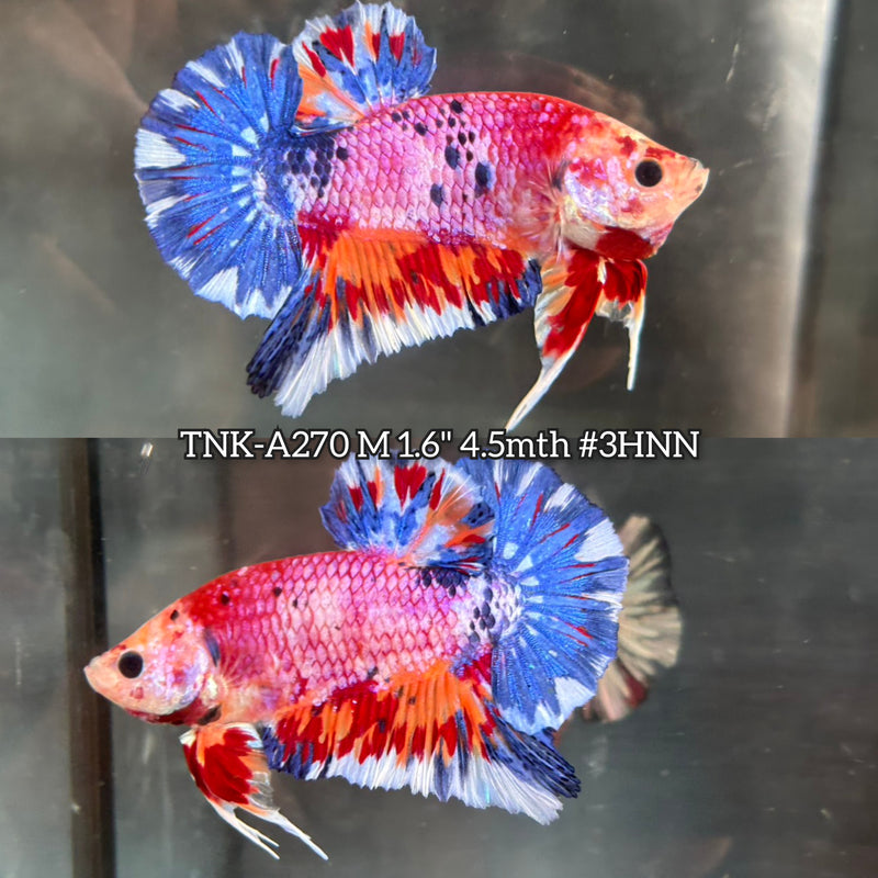 Live Male Betta Fancy Marble mixed colors Plakat (TNK-A270)S191 High quality what you see what you get!!