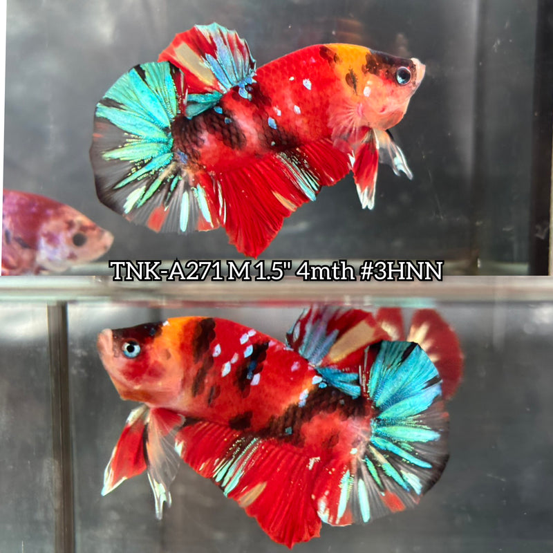 Live Male Betta Red Galaxy Koi Plakat (TNK-A271) High quality what you see what you get!!