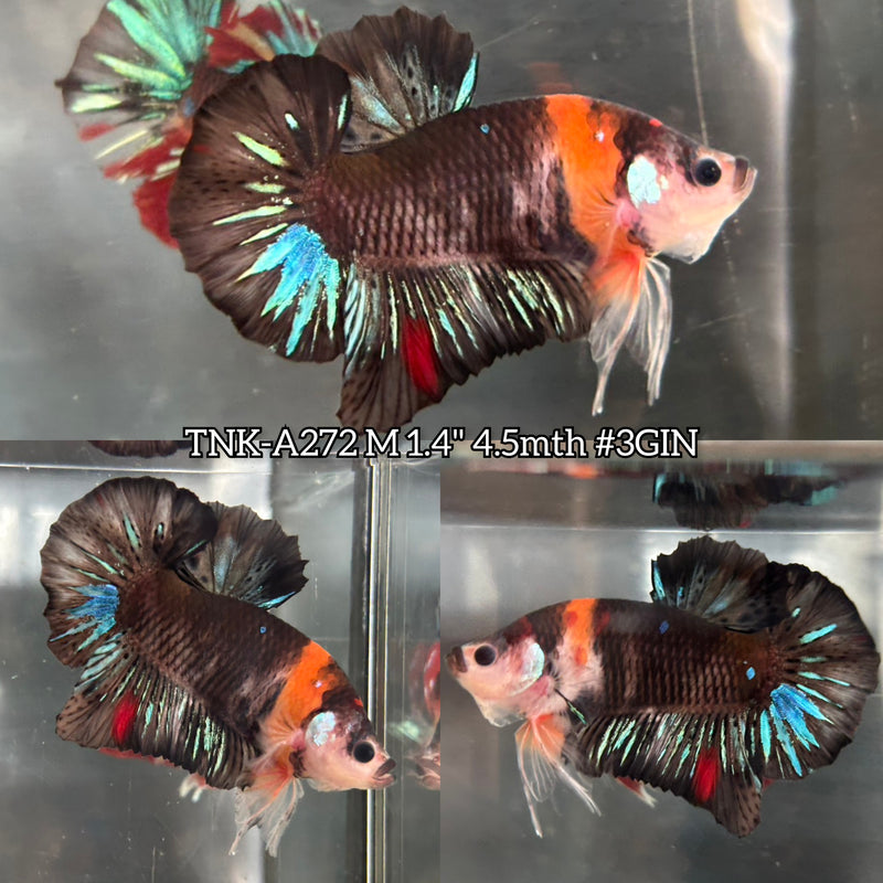 Live Male Betta Black Nemo Koi Plakat (TNK-A272) High quality what you see what you get!!