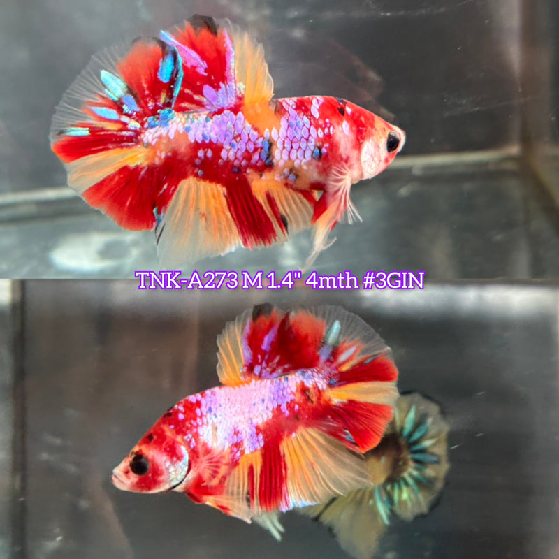 Live Male Betta Candy Sweet mixed colors Plakat (TNK-A273)S184 High quality what you see what you get!!