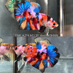 Live Male Betta Galaxy Nemo  Plakat (TNK-A274) High quality what you see what you get!!