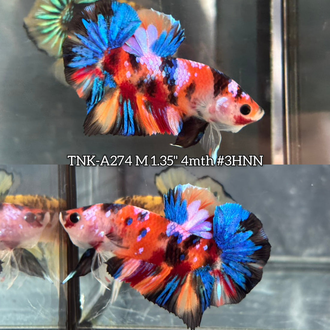 Live Male Betta Galaxy Nemo  Plakat (TNK-A274) High quality what you see what you get!!