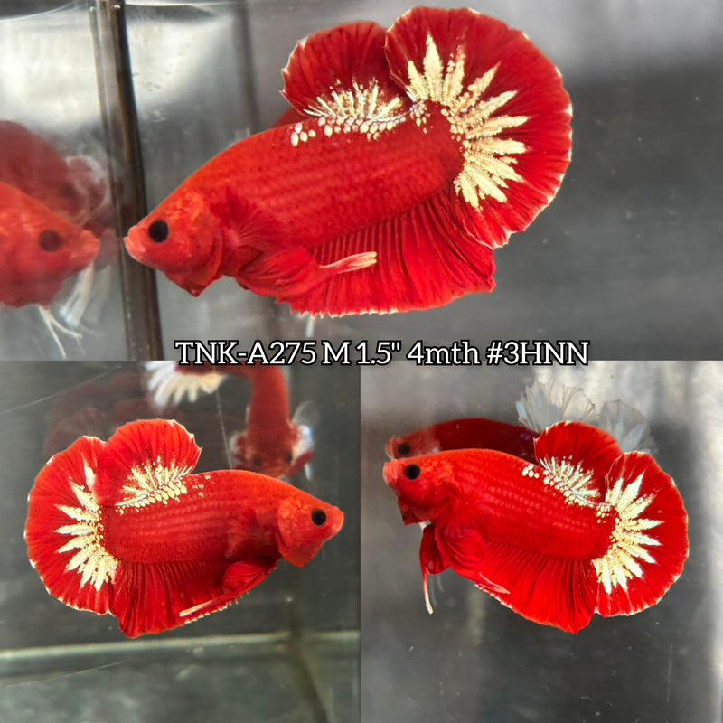 Live Male Betta Red Hellboy Startail Plakat (TNK-A275) High quality what you see what you get!!