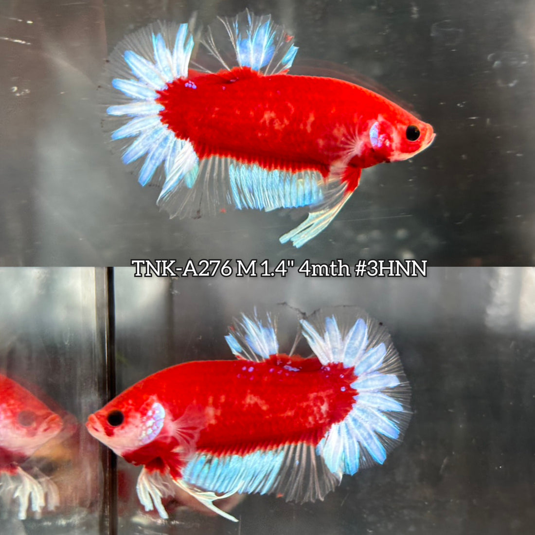 Live Male Betta Red Hellboy Startail Plakat (TNK-A276) High quality what you see what you get!!