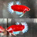 Live Male Betta Red Hellboy Startail Plakat (TNK-A276) High quality what you see what you get!!