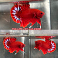 Live Male Betta Red Hellboy Startail Plakat (TNK-A277) High quality what you see what you get!!