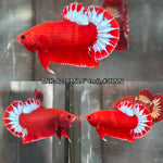 Live Male Betta Red Hellboy Startail Plakat (TNK-A278) High quality what you see what you get!!