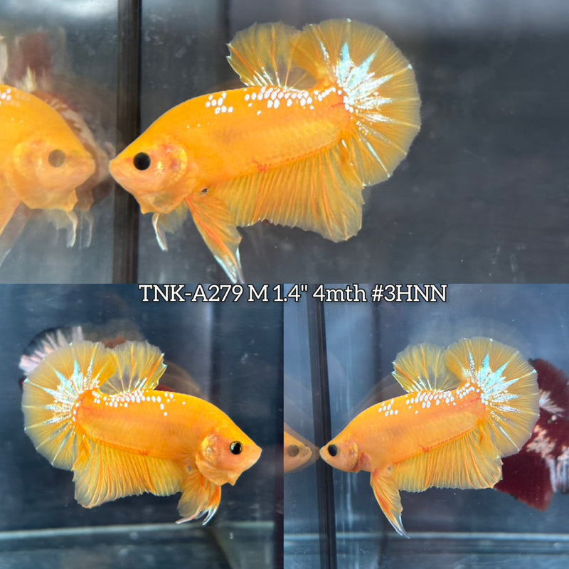 Live Male Betta Yellow Hellboy Startail Plakat (TNK-A279)S183 High quality what you see what you get!!