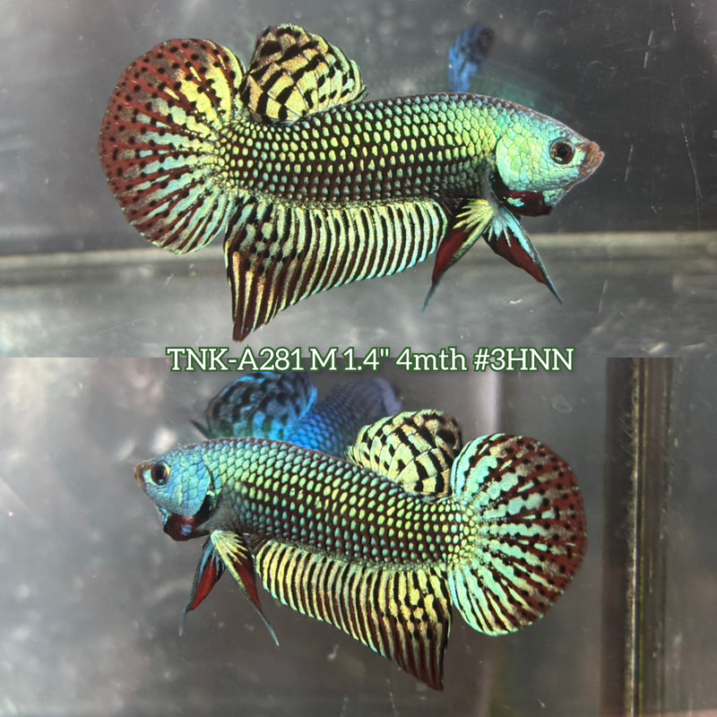 Live Male Betta Green Alien Hybrid Wild Plakat (TNK-A281)S207 High quality what you see what you get!!