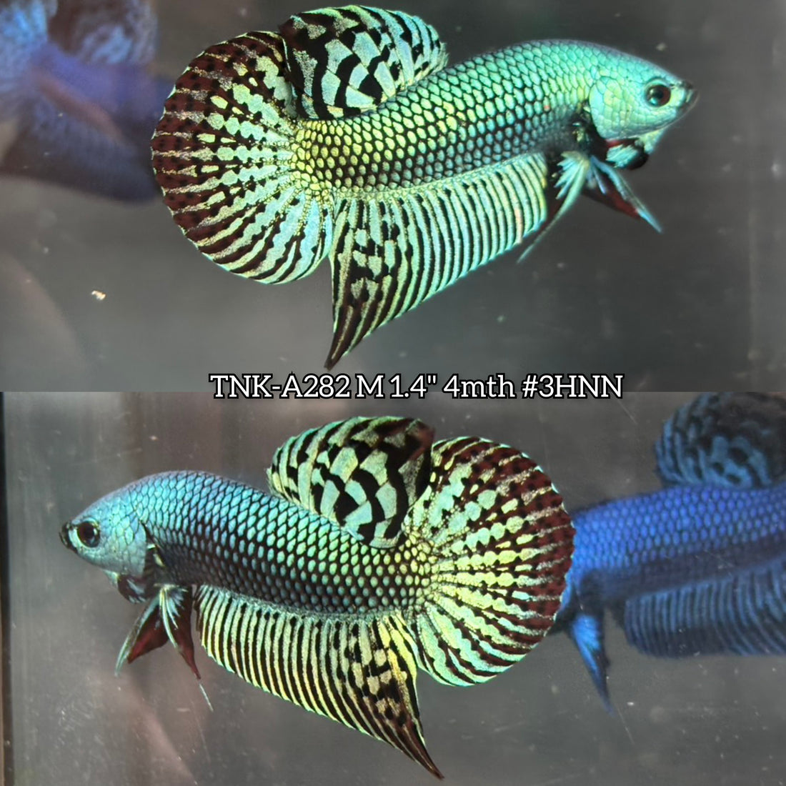 Live Male Betta Green Alien Hybrid Wild Plakat (TNK-A282) High quality what you see what you get!!