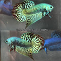 Live Male Betta Green Alien Hybrid Wild Plakat (TNK-A282) High quality what you see what you get!!