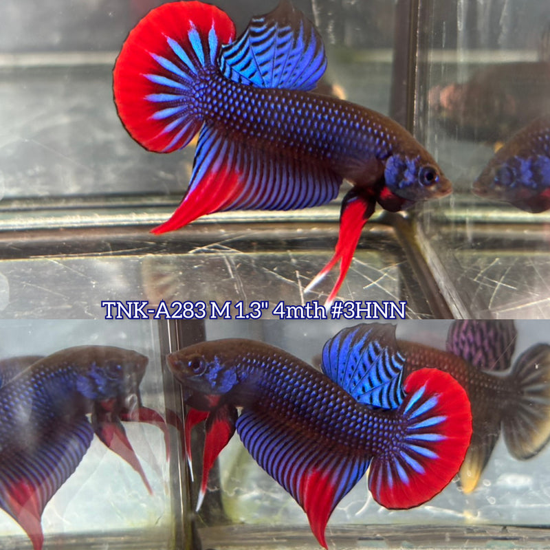 Live Male Betta Blue Red Imbellis Wild Plakat (TNK-A283) High quality what you see what you get!!