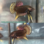 Live Male Betta Copper Yellow Imbellis Hybrid Wild Plakat (TNK-A284) High quality what you see what you get!!