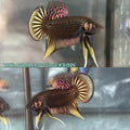 Live Male Betta Copper Yellow Imbellis Hybrid Wild Plakat (TNK-A284) High quality what you see what you get!!