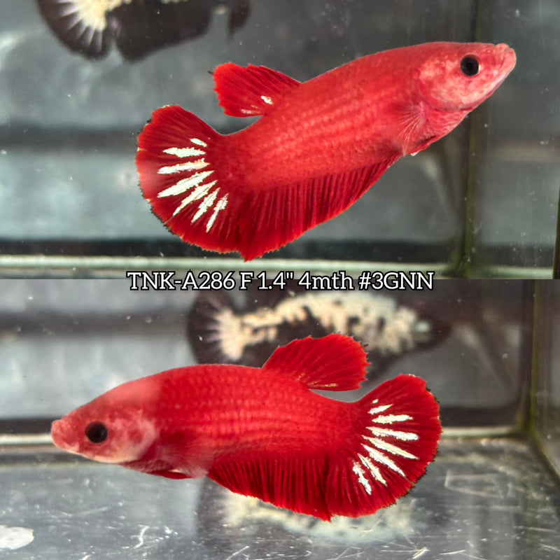 Live Female Betta Fancy Red Hellboy Plakat (TNK-A286) High quality what you see what you get!!