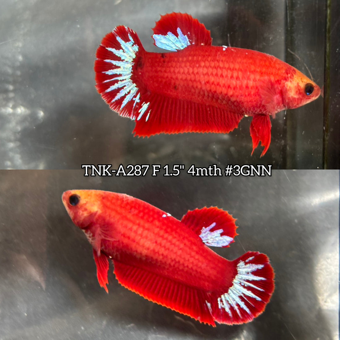 Live Female Betta Fancy Red Hellboy Startail Plakat (TNK-A287) High quality what you see what you get!!