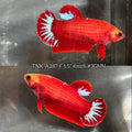 Live Female Betta Fancy Red Hellboy Startail Plakat (TNK-A287) High quality what you see what you get!!