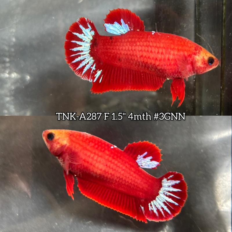 Live Female Betta Fancy Red Hellboy Startail Plakat (TNK-A287) High quality what you see what you get!!