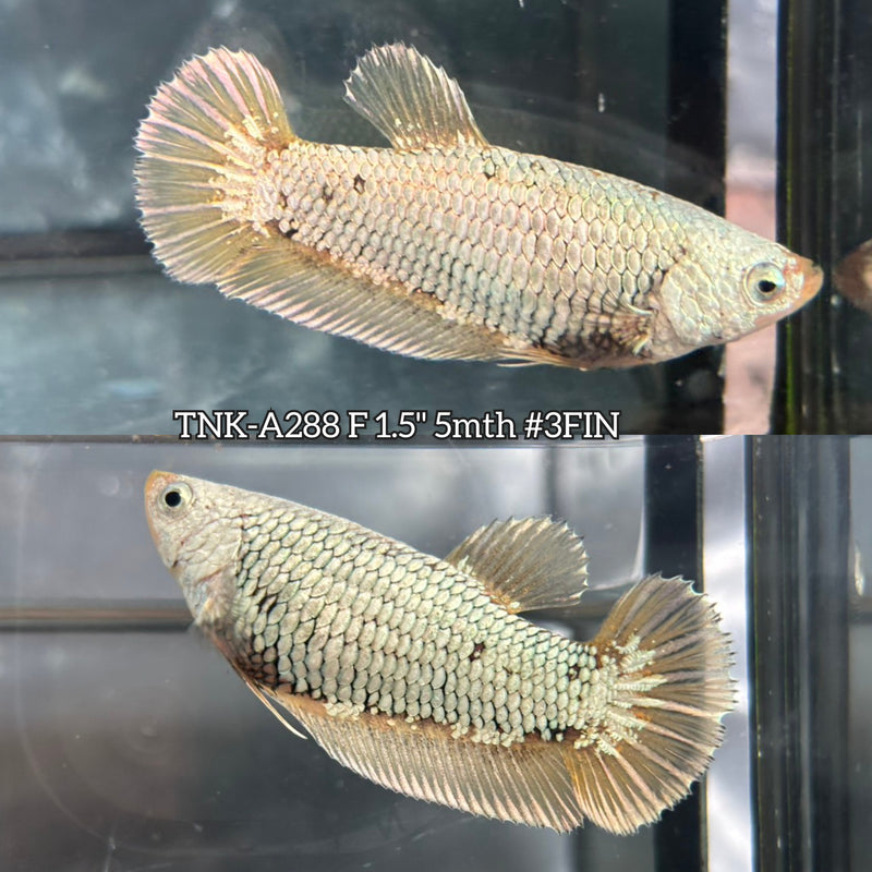 Live Female Betta Fancy Gold Dragon Plakat (TNK-A288) High quality what you see what you get!!