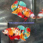 Live Female Betta Galaxy Nemo Plakat (TNK-A289) High quality what you see what you get!!