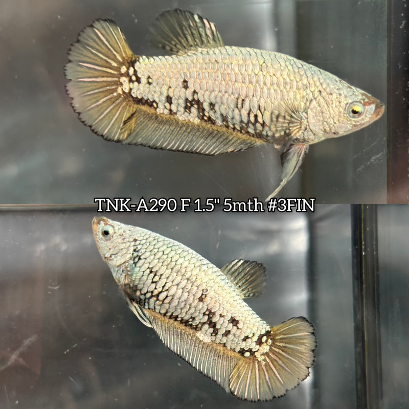 Live Female Betta Fancy Gold Dragon Plakat (TNK-A290) High quality what you see what you get!!