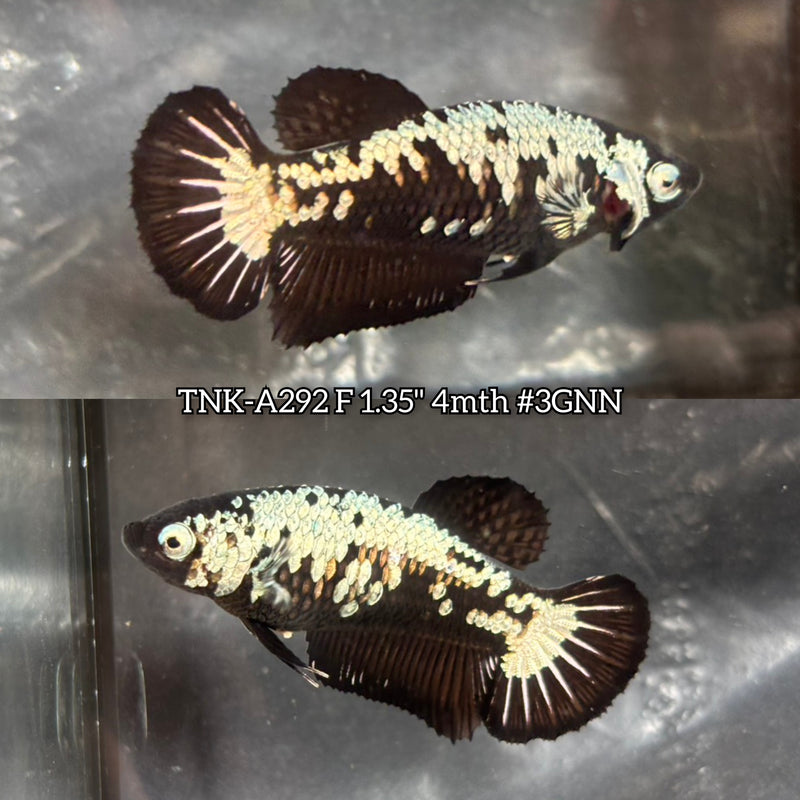 Live Female Betta Black Samurai Plakat (TNK-A292) High quality what you see what you get!!