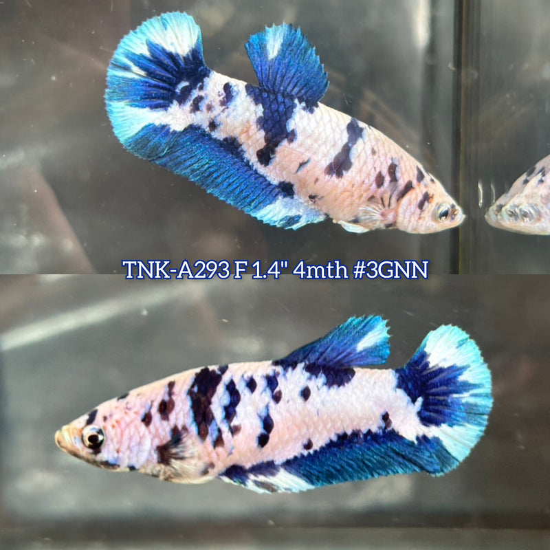 Live Female Betta Blue Marble Polkadot Plakat (TNK-A293)S039 High quality what you see what you get!!