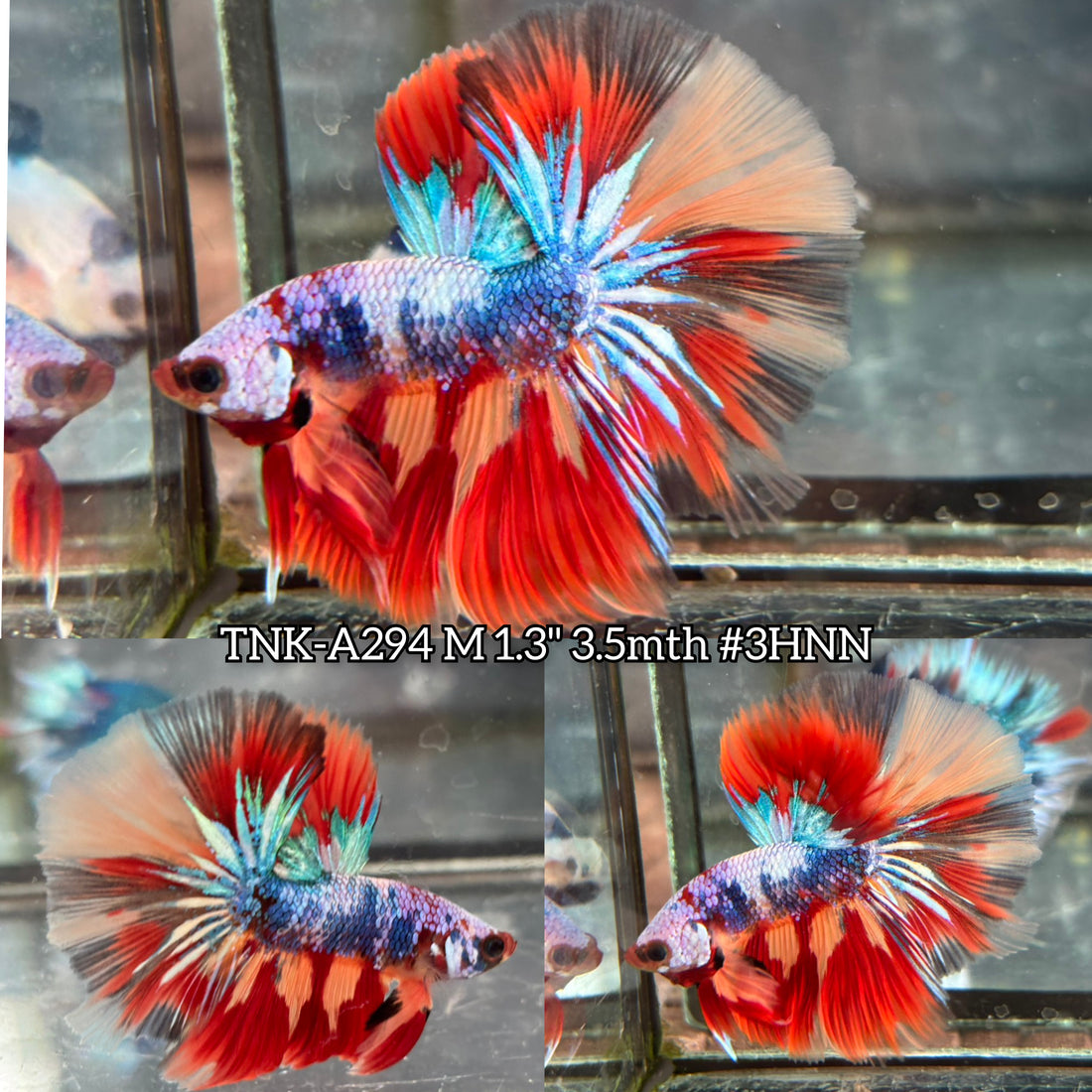 Live Male Betta Candy Marble mixed colors Over Halfmoon(TNK-A294) High quality what you see what you get!!