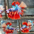 Live Male Betta Candy Marble mixed colors Over Halfmoon(TNK-A294) High quality what you see what you get!!