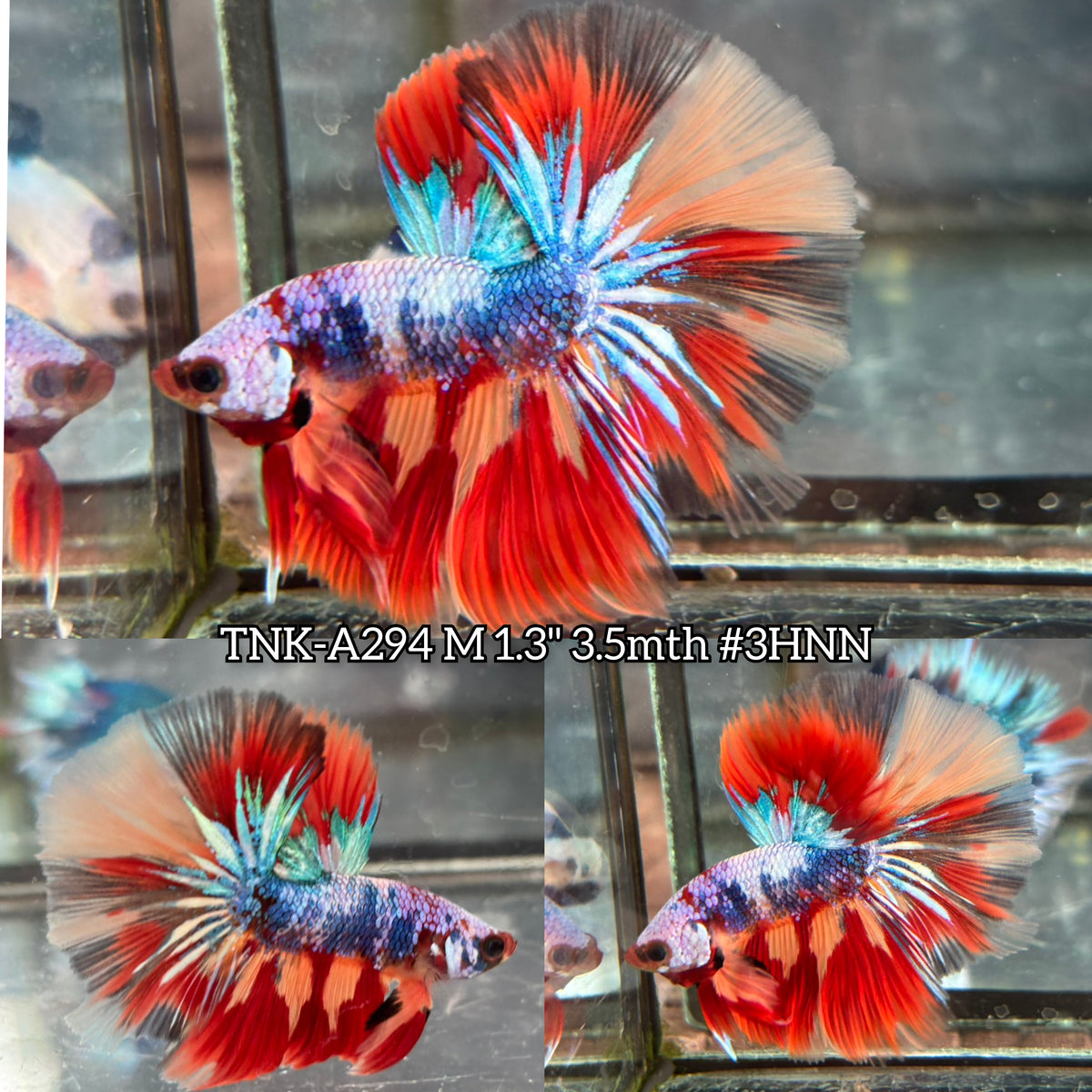 Live Male Betta Candy Marble mixed colors Over Halfmoon(TNK-A294) High ...