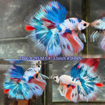Live Male Betta Fancy Marble Tri-Colors Halfmoon(TNK-A295) High quality what you see what you get!!