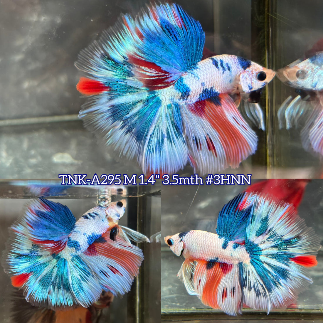 Live Male Betta Fancy Marble Tri-Colors Halfmoon(TNK-A295) High quality what you see what you get!!