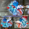 Live Male Betta Fancy Marble Tri-Colors Halfmoon(TNK-A295) High quality what you see what you get!!
