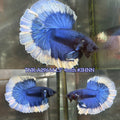 Live Male Betta Royal Blue Butterfly Over Halfmoon(TNK-A296) High quality what you see what you get!!