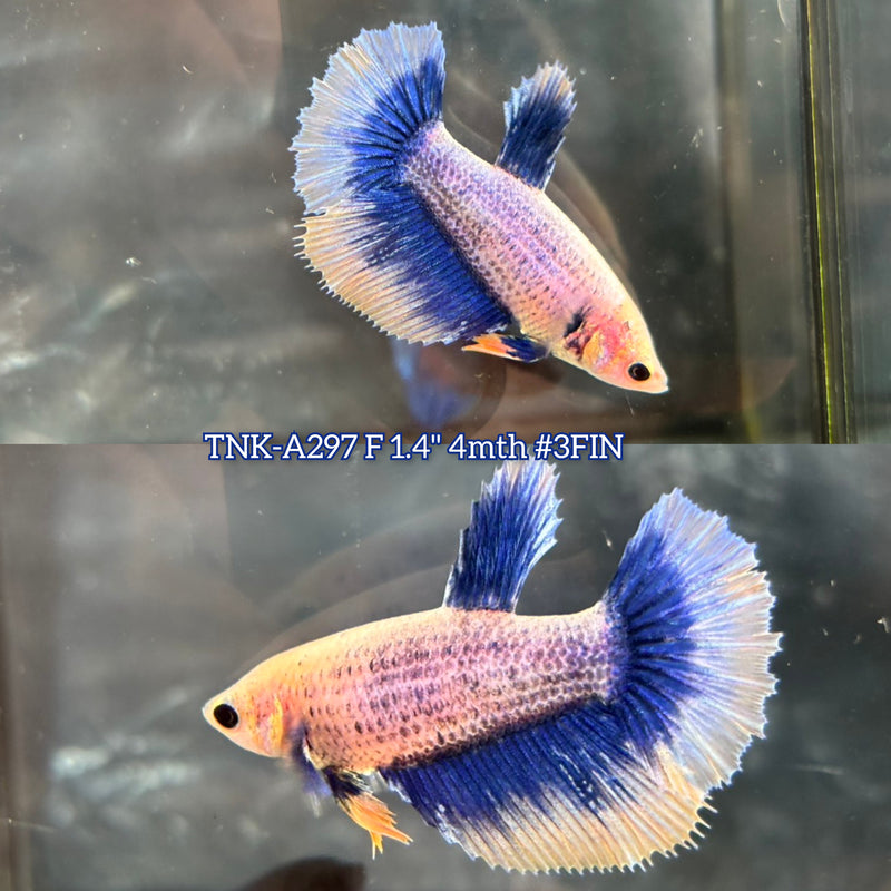Live Female Betta Yellow blue Grizzle Halfmoon (TNK-A297) High quality what you see what you get!!