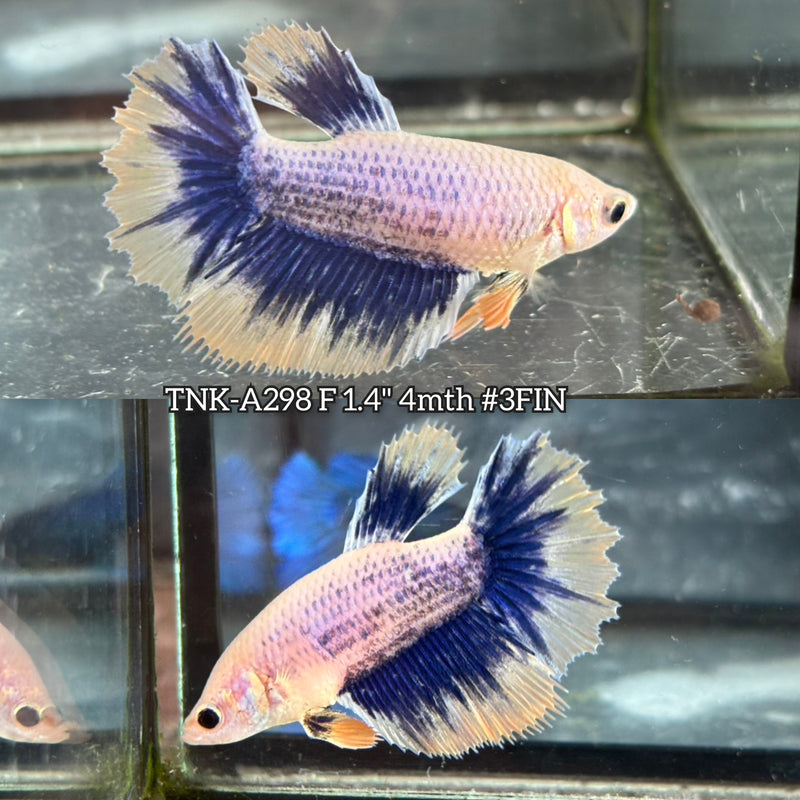 Live Female Betta Yellow blue Grizzle Halfmoon (TNK-A298) High quality what you see what you get!!
