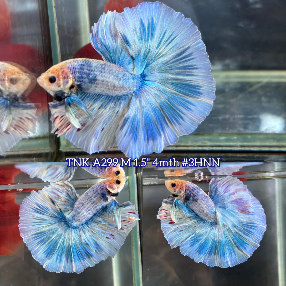 Live Male Betta Blue Grizzle Over Halfmoon (TNK-A299) S068 High