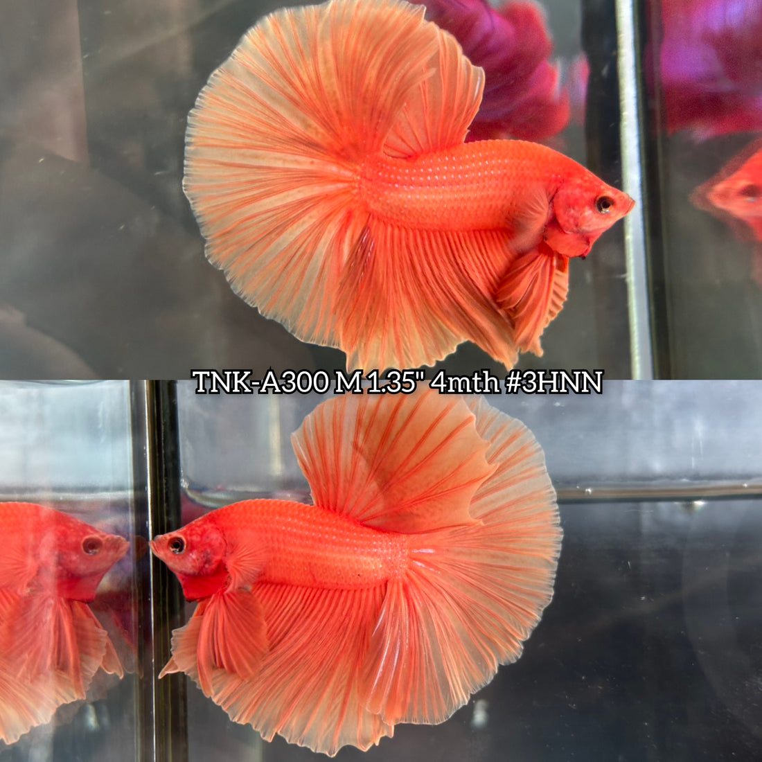 Live Male Betta Super Orange Solid Color Over Halfmoon (TNK-A300) High quality What you see What you get!!