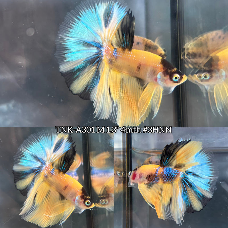 Live Male Betta Yellow Galaxy Koi Halfmoon (TNK-A301) S069 High quality What you see What you get!!
