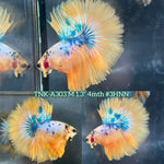 Live Male Betta Yellow Marble Polkadot Over Halfmoon (TNK-A303) High quality What you see What you get!!