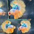 Live Male Betta Yellow Marble Polkadot Over Halfmoon (TNK-A303) High quality What you see What you get!!