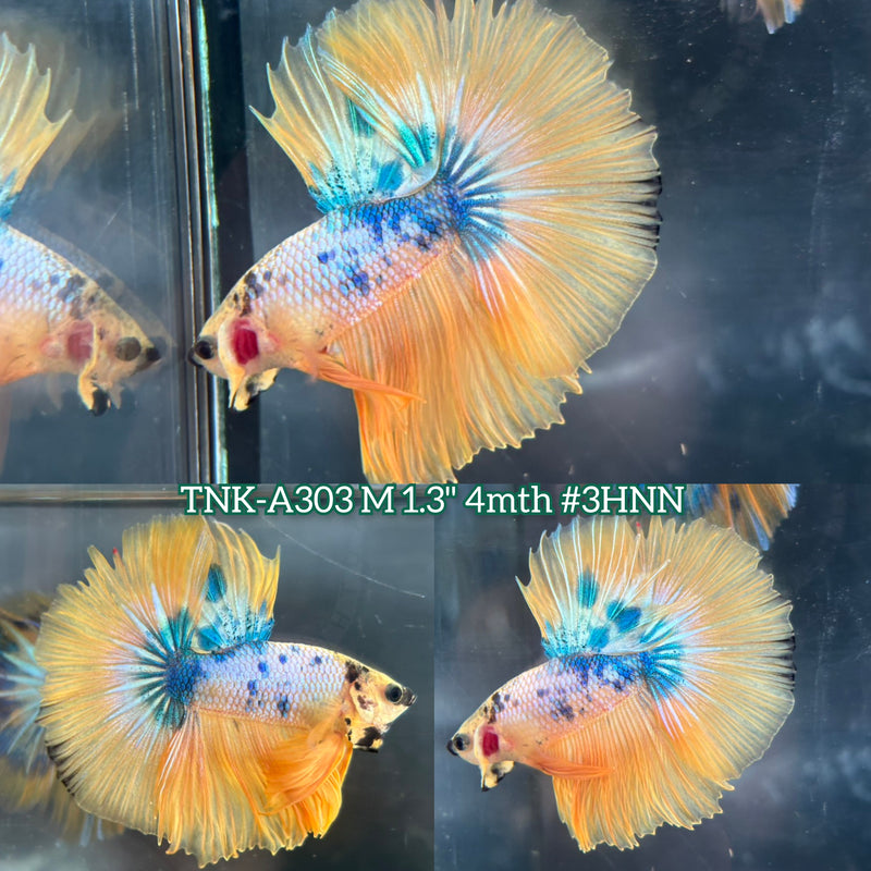 Live Male Betta Yellow Marble Polkadot Over Halfmoon (TNK-A303) High quality What you see What you get!!